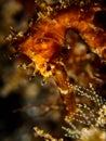 Thorny Seahorse. Hippocampus histrix